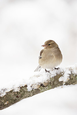 BUITEN BEELD Foto: 364702