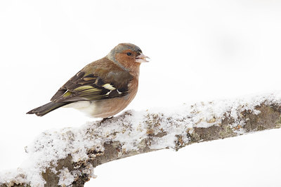 BUITEN BEELD Foto: 364704