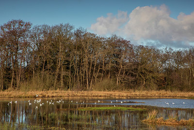 BUITEN BEELD Foto: 364708