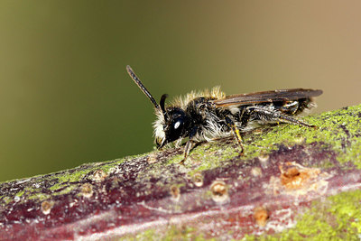 BUITEN BEELD Foto: 364721