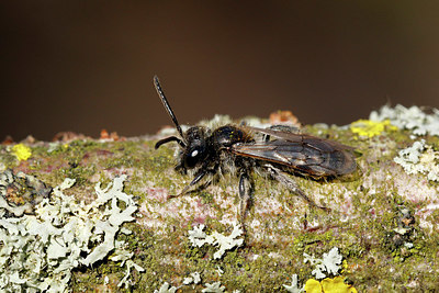 BUITEN BEELD Foto: 364722