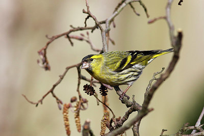 BUITEN BEELD Foto: 364723