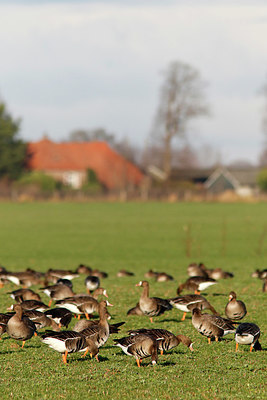 BUITEN BEELD Foto: 364729