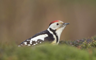 BUITEN BEELD Foto: 364875