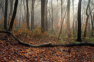 BUITEN BEELD Foto: 364904