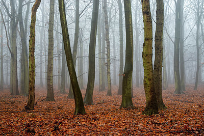 BUITEN BEELD Foto: 364906