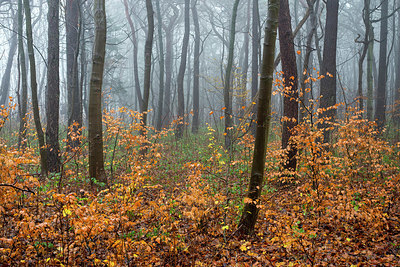 BUITEN BEELD Foto: 364907