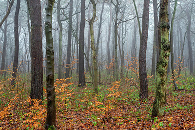 BUITEN BEELD Foto: 364908