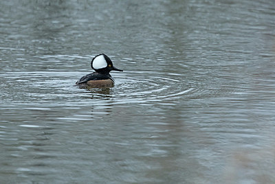 BUITEN BEELD Foto: 364944