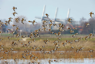 BUITEN BEELD Foto: 365252