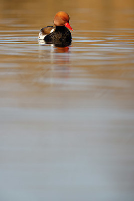 BUITEN BEELD Foto: 365264