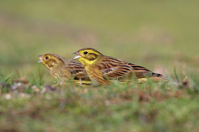 BUITEN BEELD Foto: 365371