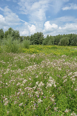 BUITEN BEELD Foto: 365512