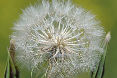 BUITEN BEELD Foto: 365517