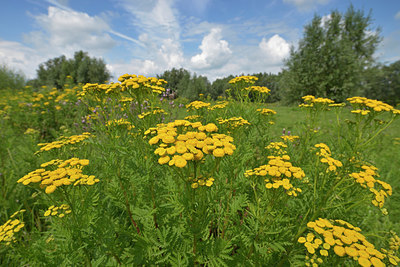 BUITEN BEELD Foto: 365540