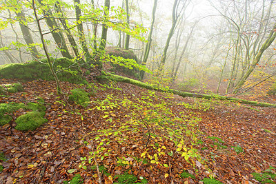 BUITEN BEELD Foto: 365650