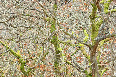 BUITEN BEELD Foto: 365657