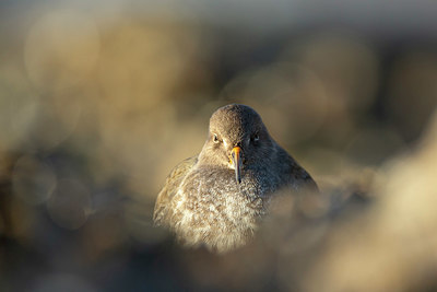 BUITEN BEELD Foto: 365703