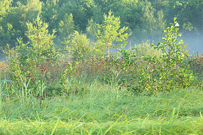 BUITEN BEELD Foto: 365785