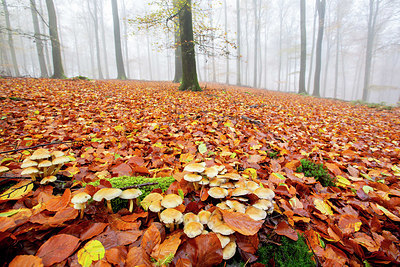 BUITEN BEELD Foto: 365821