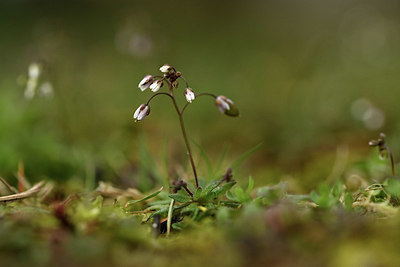 BUITEN BEELD Foto: 365832