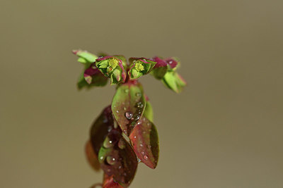 BUITEN BEELD Foto: 365836