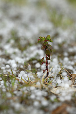 BUITEN BEELD Foto: 365846