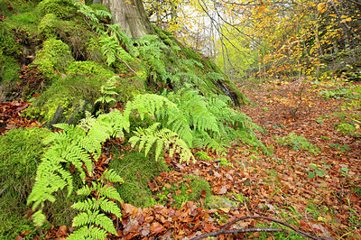 BUITEN BEELD Foto: 365932