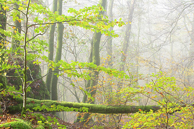 BUITEN BEELD Foto: 365983