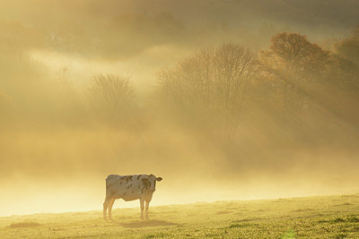 BUITEN BEELD Foto: 366037