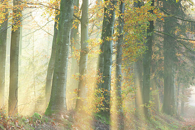 BUITEN BEELD Foto: 366063