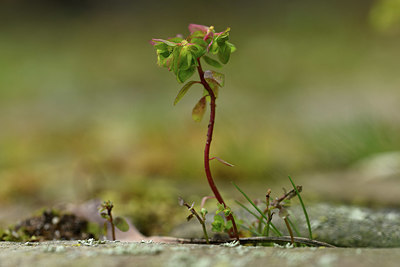 BUITEN BEELD Foto: 366099