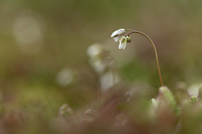 BUITEN BEELD Foto: 366100