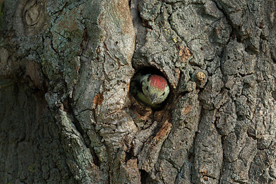 BUITEN BEELD Foto: 366165