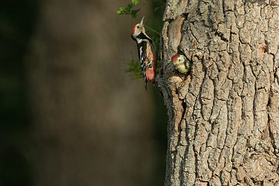 BUITEN BEELD Foto: 366170