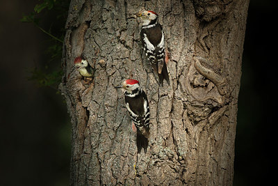 BUITEN BEELD Foto: 366171