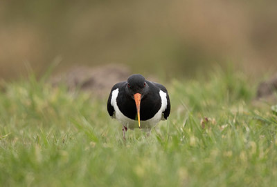 BUITEN BEELD Foto: 366239