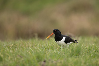 BUITEN BEELD Foto: 366240