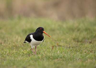BUITEN BEELD Foto: 366242
