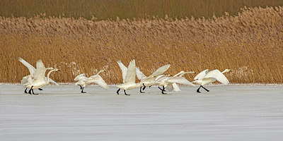 BUITEN BEELD Foto: 366335