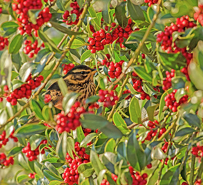 BUITEN BEELD Foto: 366338