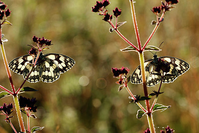 BUITEN BEELD Foto: 366436