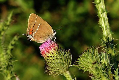 BUITEN BEELD Foto: 366438