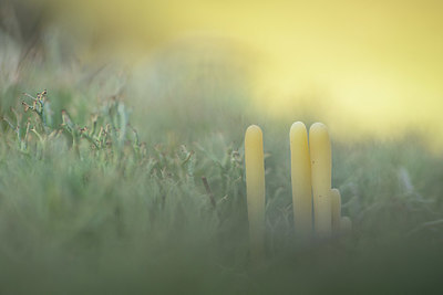 BUITEN BEELD Foto: 366445