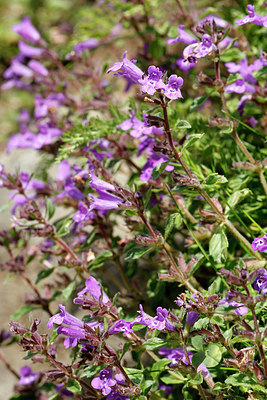 BUITEN BEELD Foto: 366667