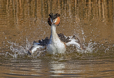 BUITEN BEELD Foto: 366736