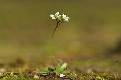BUITEN BEELD Foto: 366975