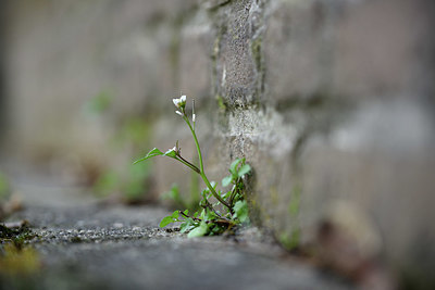 BUITEN BEELD Foto: 366976