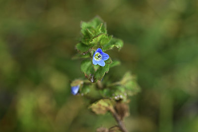 BUITEN BEELD Foto: 366980