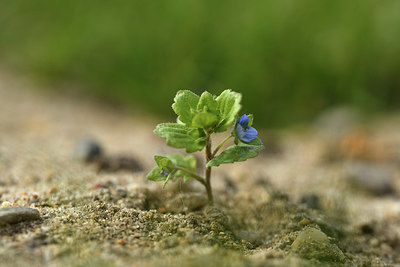 BUITEN BEELD Foto: 366981